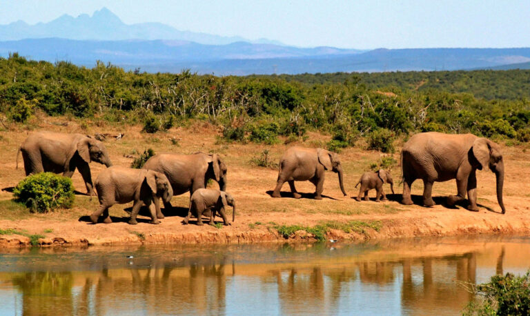 Curso académico en Sudáfrica